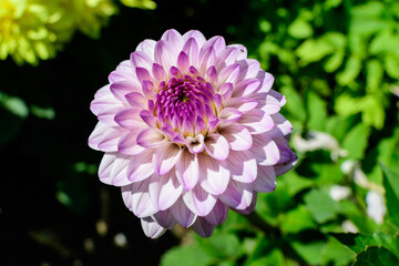 Close up of many beautiful large light pink dahlia flowers in full bloom on blurred green background, photographed with soft focus in a garden in a sunny summer day.