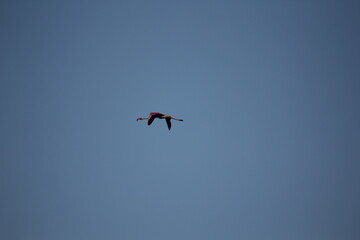 flamencos volando y en un humedal del delta del ebro