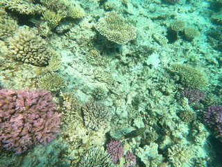 Fototapeta premium Reef with lots of colorful corals and lots of fish in clear blue water in the Red Sea near Hurgharda, Egypt