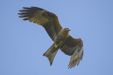 black kite in flight