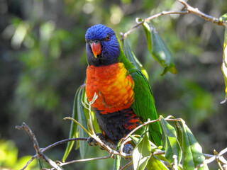 Obraz premium Rainbow lorikeet in Brisbane, Australia