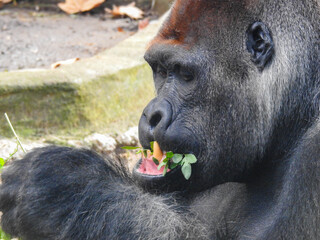 Lowland Gorilla Eating Leaves