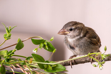 Hausspatz Weibchen von Hand aufgezogen auf Zweig