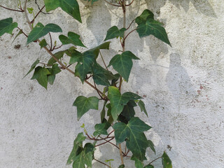 Climbing plant detail on a white concrete wall.
