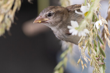 Hausspatz Weibchen von Hand aufgezogen mit Blumen
