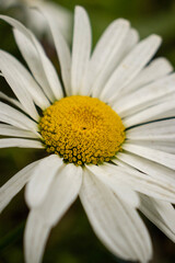 daisy flower closeup