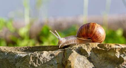 Schnecke - Weinbergschnecke - Weg - slow