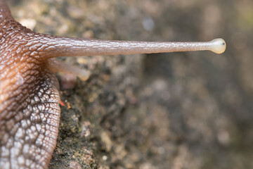 Closeup anatomy of eye and eyestalk of African Giant snail (Achatina fulica)
