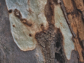 Tree trunk texture in different colors.

