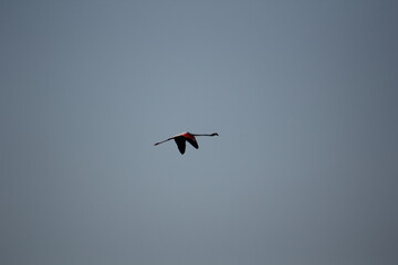 flamencos volando y en un humedal del delta del ebro