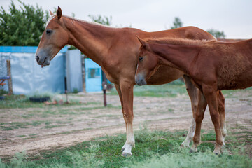 Fototapeta premium A farmer's domestic horse
