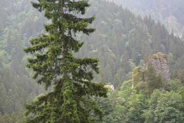 mountain landscape with fog
