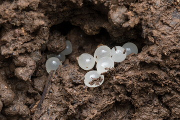 Small white eggs of Slug (Mariaella dussumier)