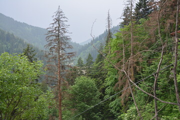 forest and ountains.
