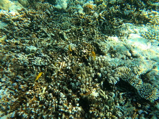 Reef with lots of colorful corals and lots of fish in clear blue water in the Red Sea near Hurgharda, Egypt