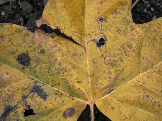 Dry leaf in a state of putrefaction showing its beautiful deep yellow and ocher colors.
