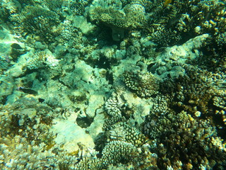 Reef with lots of colorful corals and lots of fish in clear blue water in the Red Sea near Hurgharda, Egypt