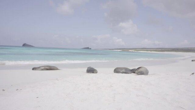 A group of sea lions is resting on a beach with white sand of the Galapagos islands. A turquoise and clear water bathes the shores of the beach.