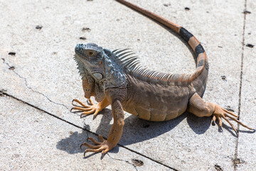 Iguana, Grand Cayman, The Cayman Islands