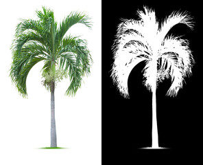 Young palm tree isolated on white background. Clipping mask included.