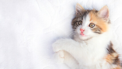 kitten banner. cute kitten red color lies on its back and looks up and and shows tongue. banner for your site. banner