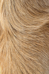 Straight, rough, curly, golden hair of mammal