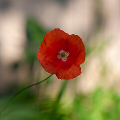 wild poppy flower with a blurred background
