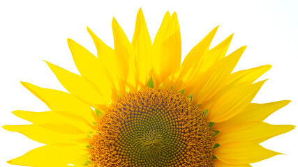 Fototapeta premium blooming sunflower close-up on a white background. Agronomy, agriculture and botany.
