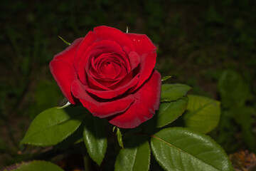 close-up of red rose with green leaves in the background and dark background