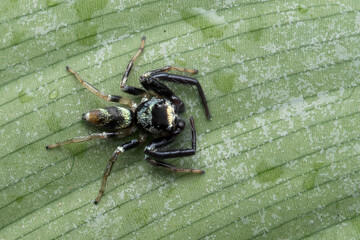 Dorsal of Thiana bahomensis fighting spider resting on a leaf