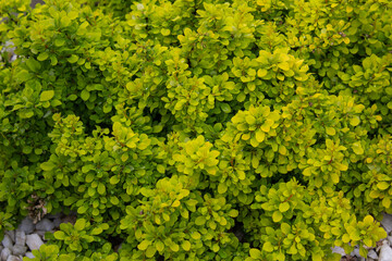 Green garden balls made of boxwood. Landscape design. Shrubs in the Park