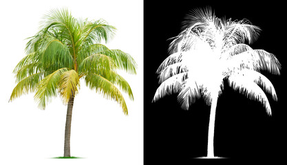 Coconut tree isolated on white background. Clipping mask included.