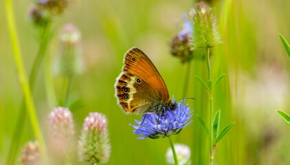 Motyle - butterfly © Piotr