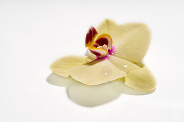 Obraz na płótnie Canvas Orchid flower with water droplet on white background