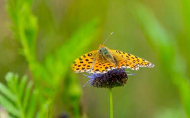 Motyle - butterfly © Piotr