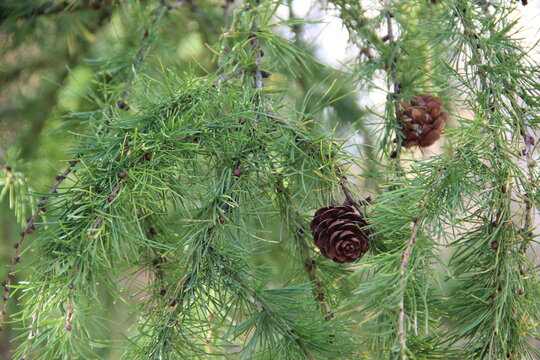 Magnus conis pendent ex coniferous arbores