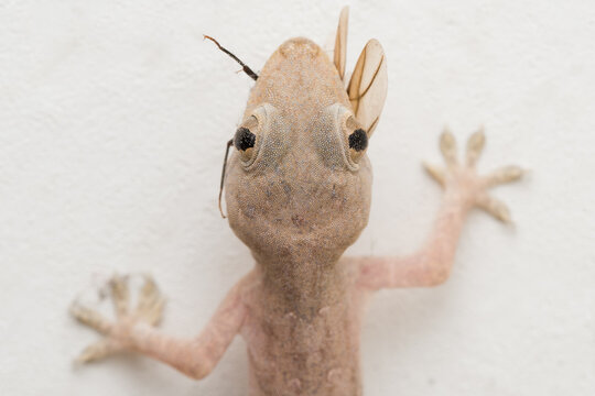 House gecko hunting on insects and feeding on it