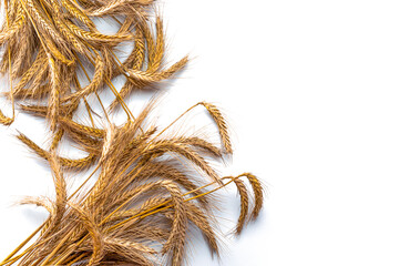Grains wheat oats. Whole, barley, harvest wheat sprouts. Wheat grain ear or rye spike plant...
