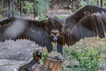 Black vulture