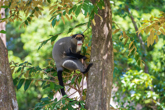 De Brazza's monkey in nature. Wild african animals