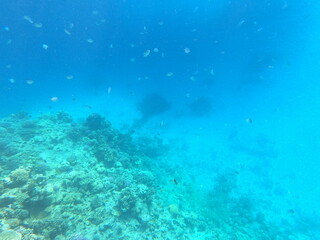 Reef with lots of colorful corals and lots of fish in clear blue water in the Red Sea near Hurgharda, Egypt