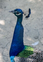 Peacock, peafowl  beautiful representative exemplar of male peacock in great metalic colors