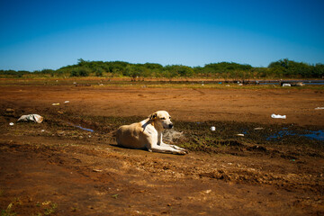 Obraz premium mongrel dog lying on the riverside in sunny day