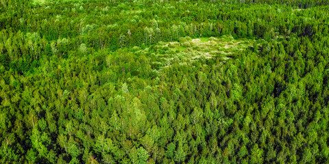 Deep green forest aerial panoramic view