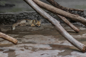 Fox in the zoo