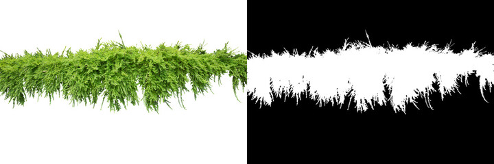 Ornamental plant on white background. Clipping mask included.