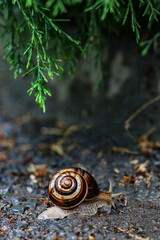 Garden snail