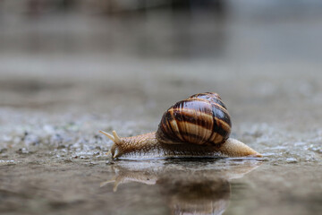  Garden snail