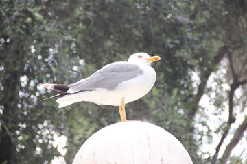 A large gull sits on a white lamp in the Park