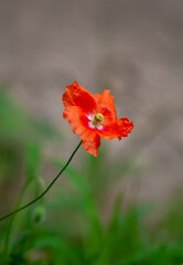 wild poppy flower with a blurred background
